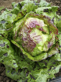 Island Gems Mix Lettuce