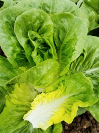 Jadeite (Lettuce)