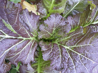 Jagger (Mustard: Pungent)
