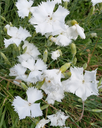 Jeanne Dionis (Dianthus)