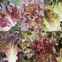 Jewel Box Mix Lettuce