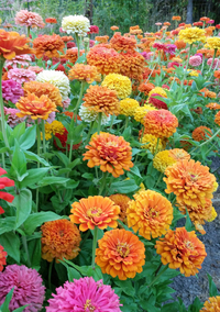 Jim Baggett's Choice Mix (Zinnia)