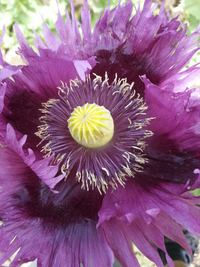 Jimi's Purple Haze (Poppy)