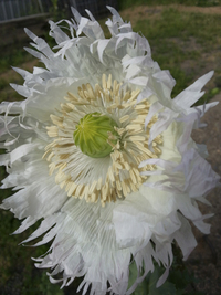 Jimi's Snowflakes (Poppy)