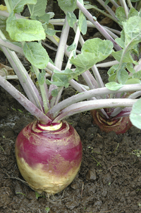 Joan (Rutabaga)