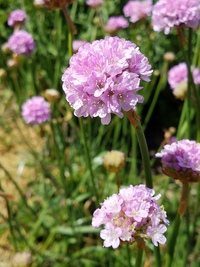 Joystick (Armeria/Sea Pink)