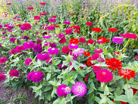 Karen\'s Fave Color Mix (Zinnia)