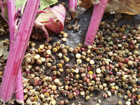 Kaslala Multicolor (Quinoa)