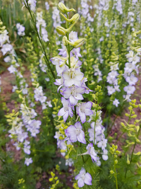 Katy's Picotee (Larkspur)