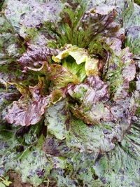Kilauea (Lettuce)