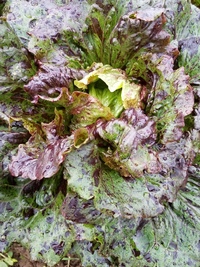 Kilauea (Lettuce)