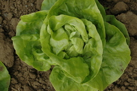 Kweik (Lettuce)