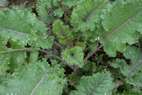 Lacinato Rainbow (Kale: European)