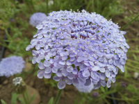 Lacy Blue (Didiscus)