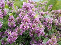 Lambada (Monarda)