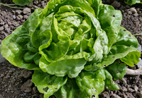 Landis Winter Lettuce