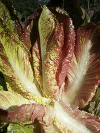 Lava Lamp Romaine (Lettuce)