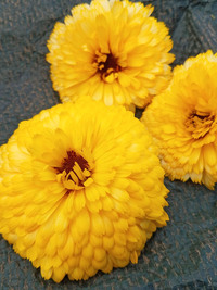 Lemon Butter Mix (Calendula)