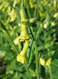 Lemon Tree (Nicotiana)