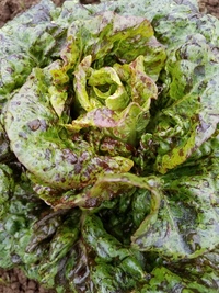 Lepo Gem (Lettuce)