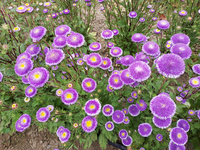 Lilliput Blue Moon (China Aster)