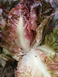 Little Rosebud Romaine Mix Lettuce
