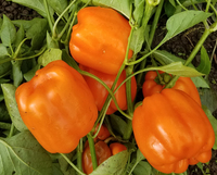 Little Tangerine Bell (Peppers)