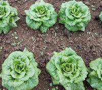 Lopez (Lettuce)