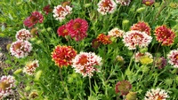 Lorenziana (Gaillardia/Blanket Flower)