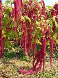 Love-Lies-Bleeding (Amaranth)