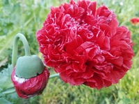 Lucille (Poppy)