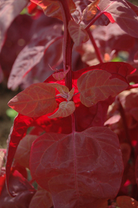 Magenta Magic (Orach)