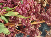 Magenta Sunset (Quinoa)