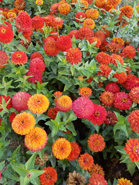 Magic Bus (Zinnia)