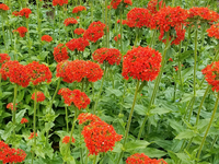 Maltese Cross (Maltese Cross)