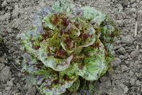 Mayan Jaguar (Lettuce)