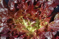 Merlox Red Oak (Lettuce)