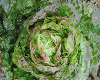 Mescher (Lettuce)