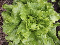 Merlox Minigreen (Lettuce)