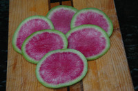 Misato Rose (Radish)