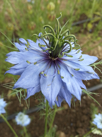 Miss Jekyll Dark Blue (Nigella)