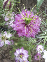 Miss Jekyll Rose (Nigella)