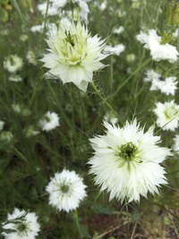 Miss Jekyll White (Nigella)