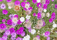 Mixed Colors Xeranthemum