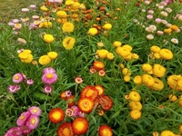 Monstrusum Tall Mix (Helichrysum)