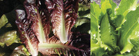 Morton's Secret Lettuce Mix '17 Lettuce