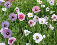 Mother of Pearl (Corn Poppy)