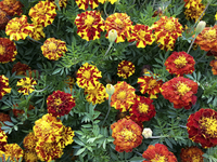 Mr. Majestic Double (Marigolds)