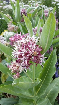 Native Northwest (Asclepias/Milkweed)