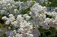 Native White (Achillea)